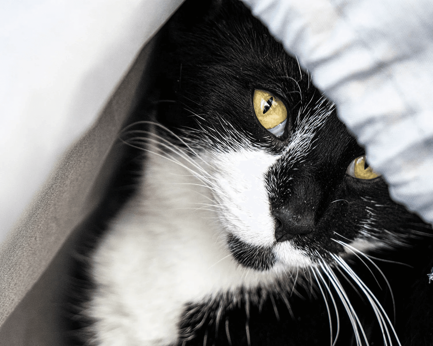 Pet Photography by Chris Blanche